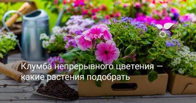 Клумба непрерывного цветения — какие растения выбрать? - botanichka.ru