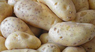 На картофельном рынке Европы дефицит и высокие цены - agroportal.ua - Израиль - Голландия - Франция - Евросоюз