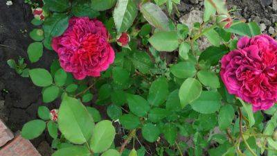 Паутинный клещ на розах – как избавиться и чем обработать, средства и препараты - antonovsad.ru