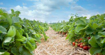 Цены на клубнику снова выросли: какая стоимость ягоды - delo.ua - Украина
