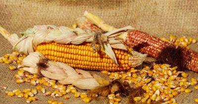 USDA улучшило прогноз урожая и экспорта украинской пшеницы и кукурузы - delo.ua - Индия - Россия - Украина - Сша - Евросоюз