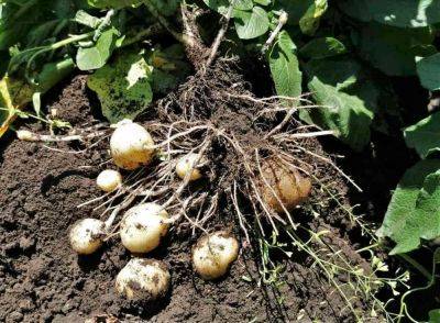 Раннего картофеля с украинских полей придется ждать на месяц дольше - seeds.org.ua - Украина - Одесская обл.