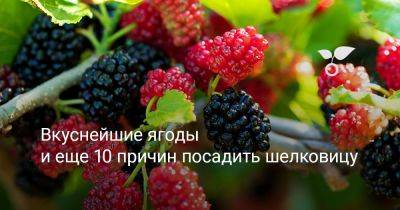 Вкуснейшие ягоды и еще 10 причин посадить шелковицу - botanichka.ru - Китай
