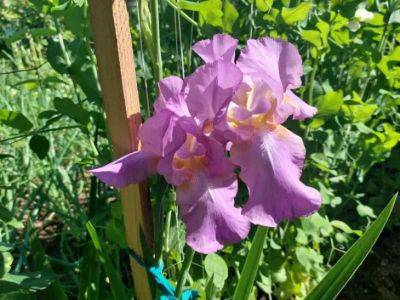 Анастасия Коврижных - Топ-5 ароматных цветов, которые стоит высадить в саду: они этого достойны - belnovosti.by