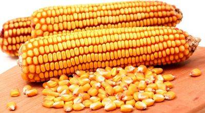 Перспективы Украины относительно экспорта кукурузы зависят от многих факторов - agroportal.ua - Юар - Китай - Украина - Бразилия