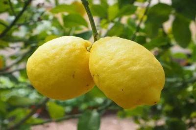 Как вырастить собственный лимон: с этими советами – легко - belnovosti.by