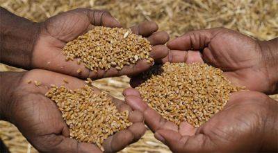 НИБУЛОН отправил в нуждающиеся страны Африки 340 тыс. т пшеницы - agroportal.ua - Йемен