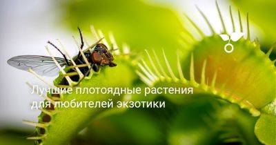 Лучшие плотоядные растения для любителей экзотики - botanichka.ru