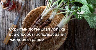 Скрытый потенциал лопуха — все способы использования «медведь-травы» - botanichka.ru - Россия