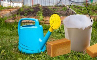10 способов применения хозяйственного мыла в саду и огороде - ogorod.ru