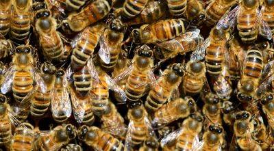 В ОАЭ вывели пчел, которые способны переносить жару - agroportal.ua - Эмираты
