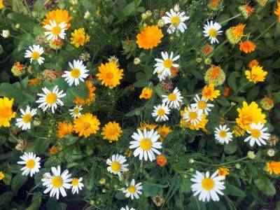 15 красивых лекарственных растений, которые станут достоянием вашего сада - ogorod.ru - республика Алтай