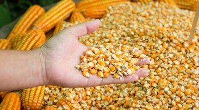 Украина отправила на экспорт 28 млн т кукурузы - agroportal.ua - Украина