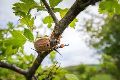 Как избавиться от майского жука на огороде: 4 проверенных способа - belnovosti.by