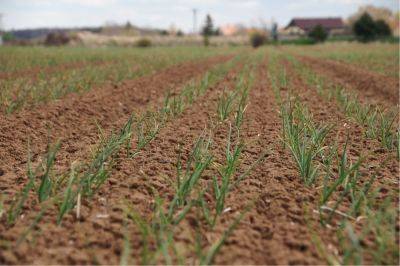 Из-за весенних дождей фермеры Одесщины могут потери до 50% урожая лука - seeds.org.ua - Украина - Одесская обл.