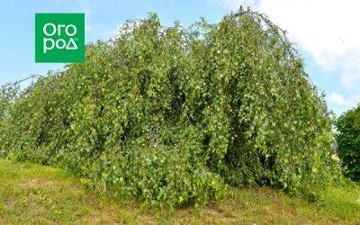 Не только ива: 7 красивых "плакучих" деревьев для дачи - ogorod.ru