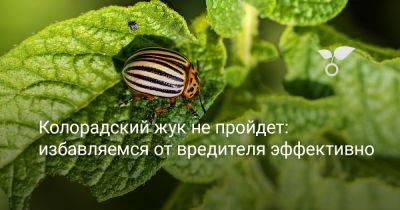 Колорадский жук не пройдет: избавляемся от вредителя эффективно - botanichka.ru