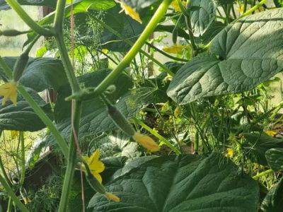 Как правильно подкармливать огурцы в июле: секреты урожайности - belnovosti.by