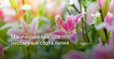Магическая красота — необычные сорта лилий - botanichka.ru