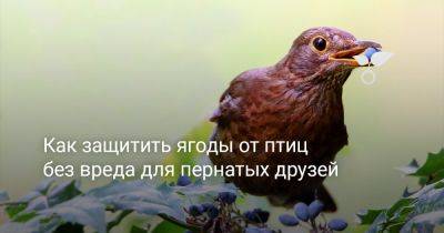 Как защитить ягоды от птиц без вреда для пернатых друзей - botanichka.ru
