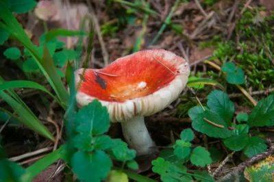 Как вырастить вкусные грибы на собственном участке: выйдет дешевле, чем покупать - belnovosti.by