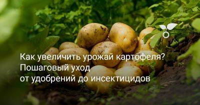 Как увеличить урожай картофеля? Пошаговый уход от удобрений до инсектицидов - botanichka.ru