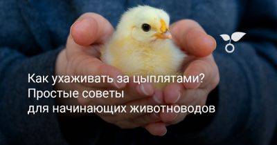 Как ухаживать за цыплятами? Простые советы для начинающих животноводов - botanichka.ru