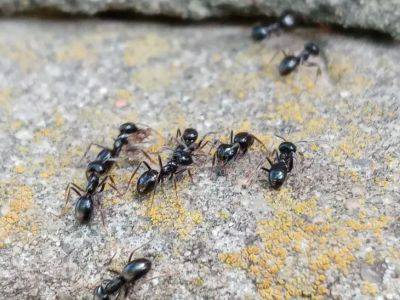 Всего один желток - полейте этим средством участок за 10 минут: муравьи и тля не побеспокоят - belnovosti.by