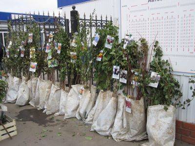 Как правильно выбрать саженцы плодовых деревьев, на что обратить внимание - vsadu.ru
