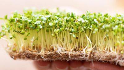 Выращивание микрозелени: 4 способа обеспечить себя свежим и полезным продуктом - nur.kz - Сша - штат Калифорния