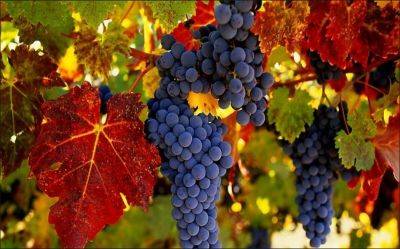 Обрезка винограда осенью для начинающих в картинках с видео по теме - vasha-teplitsa.ru - г. Виноград