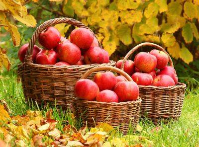 Лучшие осенние сорта яблони, в том числе для различных регионов, с описанием, характеристикой и отзывами, а также особенности их выращивания - vasha-teplitsa.ru