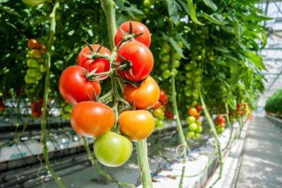 Лучшие сорта и семена томатов для теплиц: обзор всех вариаций - vasha-teplitsa.ru