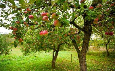 Размножение яблони, способы и методы проведения - vasha-teplitsa.ru