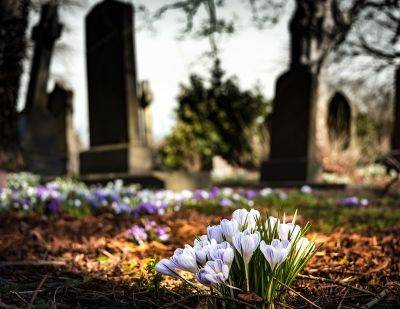 Какие цветы посадить на кладбище, в том числе многолетние: подборка с фото - vasha-teplitsa.ru