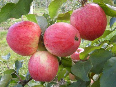 Сорт яблони Августа, описание, характеристика и отзывы, а также особенности выращивания данного сорта - vasha-teplitsa.ru