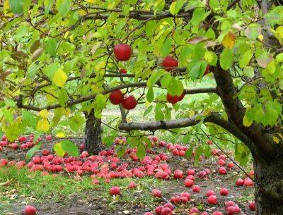 Лучшие сорта яблони для Украины с описанием, характеристикой и отзывами, а также особенности выращивания в данном регионе - vasha-teplitsa.ru - Украина - Черкасская обл.