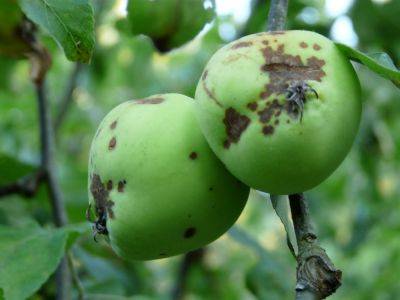 Как избавиться от парши на яблонях, а также меры профилактики заболевания - vasha-teplitsa.ru