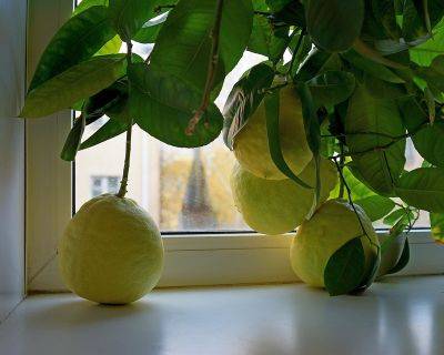 Болезни и вредители лимона, лечение и профилактика, а также как восстановить поврежденное растение - vasha-teplitsa.ru