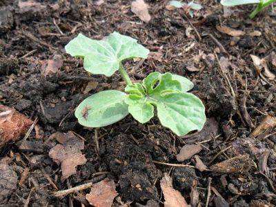 Как сажать арбузы в открытый грунт рассадой, в том числе с открытой корневой системой - vasha-teplitsa.ru - Юар
