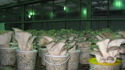 Выращивание грибов в теплице: разведение шампиньонов и вешенки - vasha-teplitsa.ru