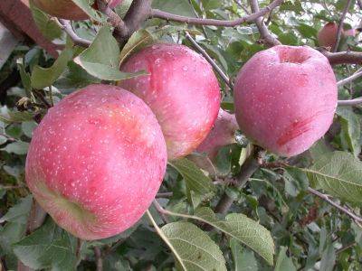 Сорт яблони Флорина, описание, характеристика и отзывы, а также особенности выращивания данного сорта - vasha-teplitsa.ru - Ссср - Украина