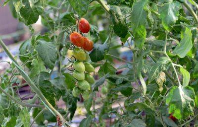 Почему у помидоров желтеют листья, в том числе нижние, сохнут и скручиваются: что делать - vasha-teplitsa.ru