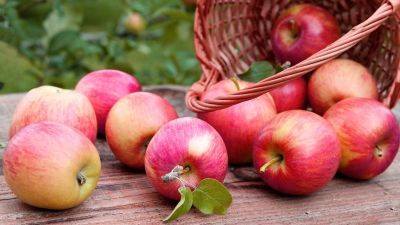 Лучшие сорта яблони для средней полосы России с описанием, характеристикой и отзывами, а также особенности выращивания в данном регионе - vasha-teplitsa.ru - Россия - Белоруссия