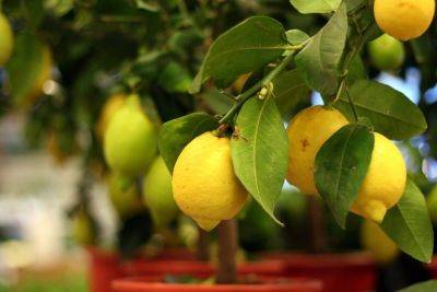 Необычные сорта лимона - vasha-teplitsa.ru - Китай - Индия