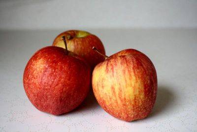 Сорт яблони Гала, описание, характеристика и отзывы, а также особенности выращивания яблок - vasha-teplitsa.ru - Россия - Украина - Бразилия - Канада - Новая Зеландия