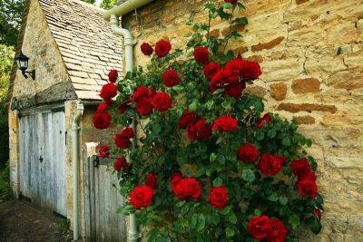 Самые красивые и неприхотливые плетистые розы: обзор с фото - vasha-teplitsa.ru - Франция