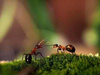 Как избавиться от муравьев в теплице: лучшие методы - vasha-teplitsa.ru - Россия