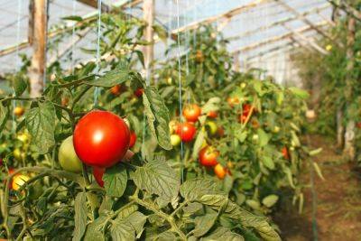 Посадка и выращивание помидоров (томатов) в теплице: лучшая технология - vasha-teplitsa.ru