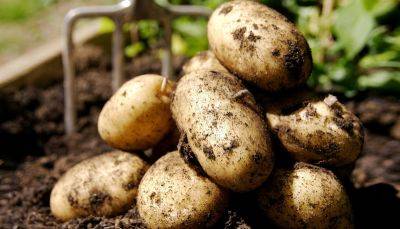 Чем удобрить землю под картофель осенью: органические и минеральные вещества - vasha-teplitsa.ru